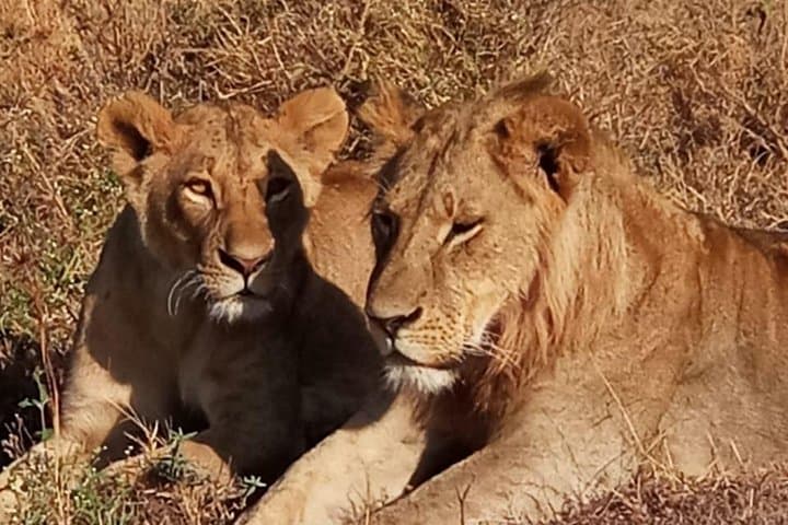 Full-Day Nairobi City Excursions and Highlights Guided Tour photo 2