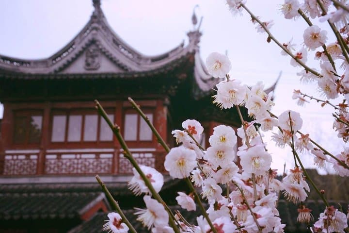 Flexible Shanghai Day Tour by Bullet Train from Suzhou — Private, Customizable Itinerary photo 2