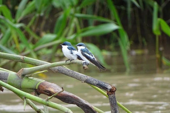 5-Day Amazon Expedition from Iquitos: Jungle Camping, River Dolphins & Birding photo 3