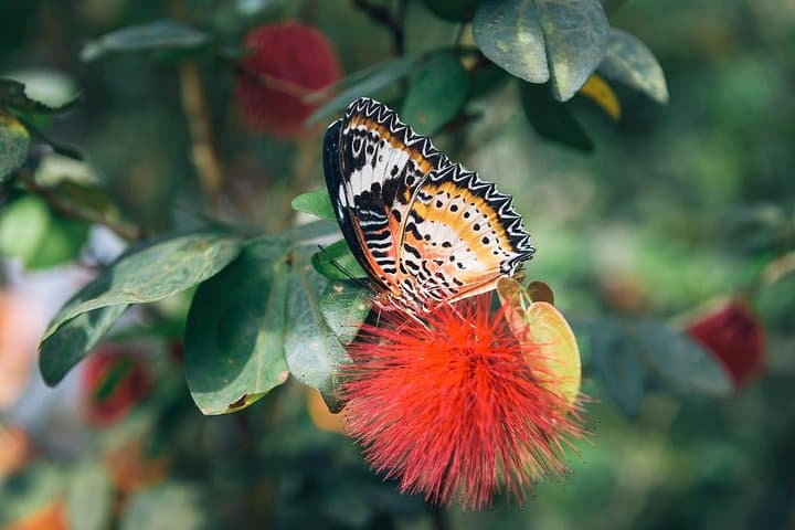 Penang Tropical Spice Garden & Entopia Butterfly Reserve: A Half-Day Nature Immersion photo 6