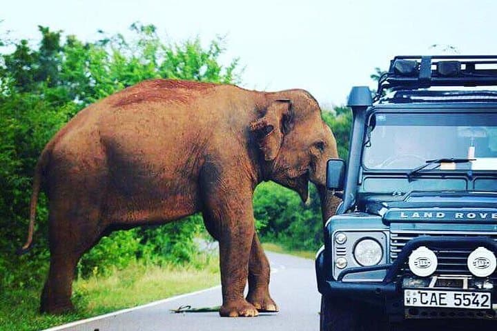 Two-Day Private Leopard Safari in Yala National Park from Colombo