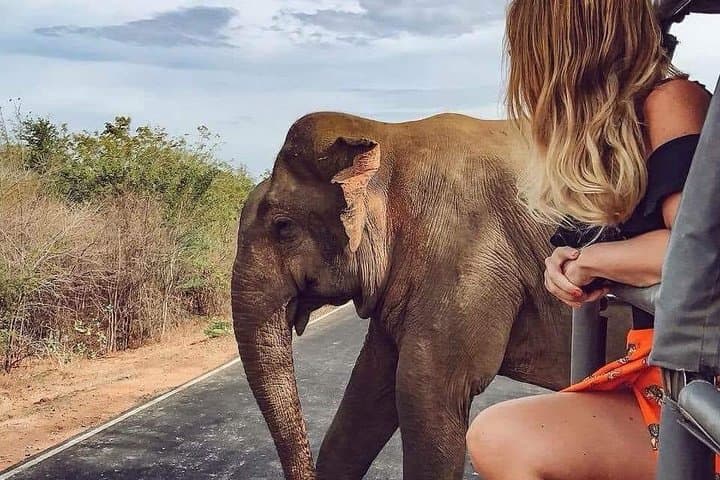 Two-Day Private Leopard Safari in Yala National Park from Bentota photo 3