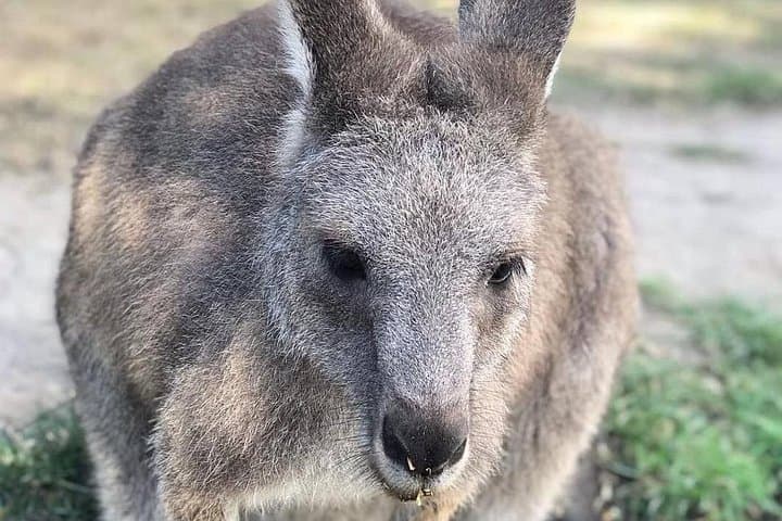 Great Ocean Road 12 Apostles Tour: Kangaroos, Koalas & Chocolate from Melbourne photo 1