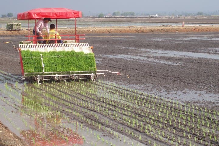 Sekinchan Village Day Trip from Kuala Lumpur: Rice Fields, Fishing Jetty & Seafood Lunch