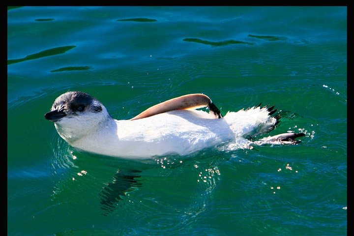 Otago Harbour Wildlife Cruise: Albatross, Seals & Seabirds Around Taiaroa Head photo 4
