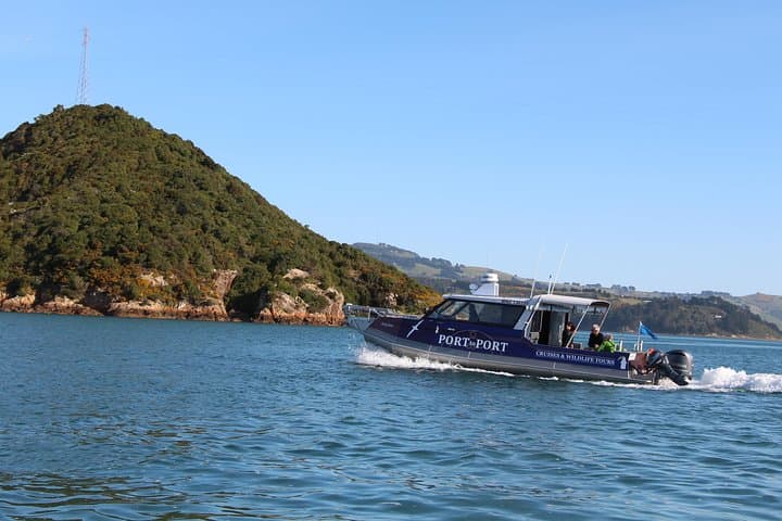 Otago Harbour Wildlife Cruise: Albatross, Seals & Seabirds Around Taiaroa Head photo 5