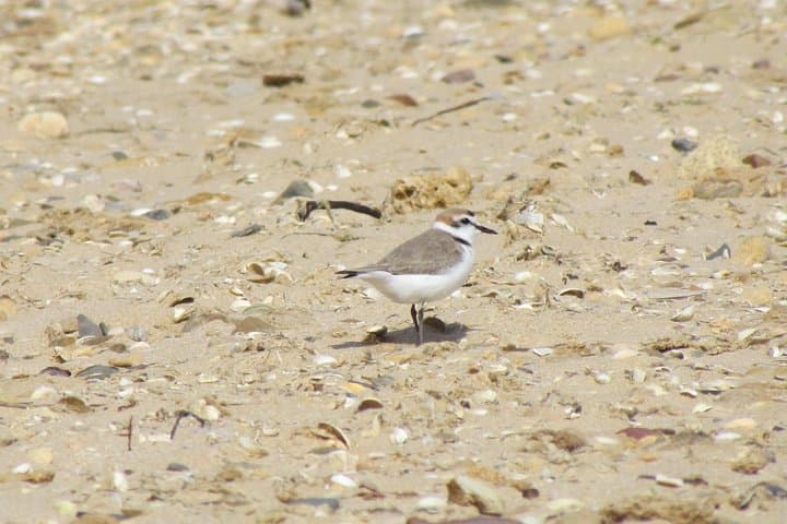 Alvor Dunes Half-Day Birdwatching — Boardwalk Birding in the Algarve photo 2