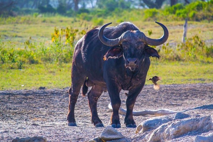 Discover Hell's Gate and Lake Naivasha: A Day Adventure from Nairobi photo 5