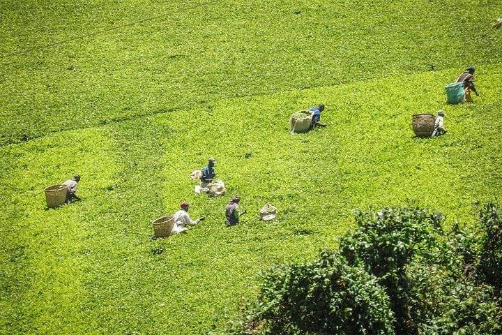Explore Kiambethu Tea Farm: Limuru Tea-Tasting Day Tour from Nairobi
