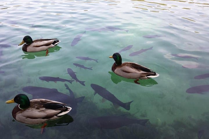Zagreb to Split via Plitvice Lakes: A Private Day Tour Through Croatia’s Waterways photo 5