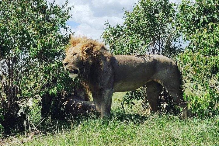 Amboseli National Park Day Safari: Kilimanjaro Views & Giant Elephants photo 4