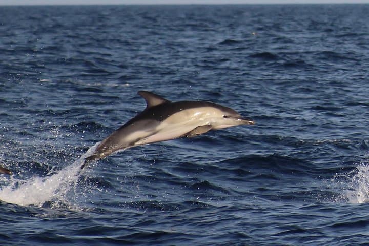 Dolphin Watching from Marina de Lagos: 90-Minute Atlantic Safaris photo 5