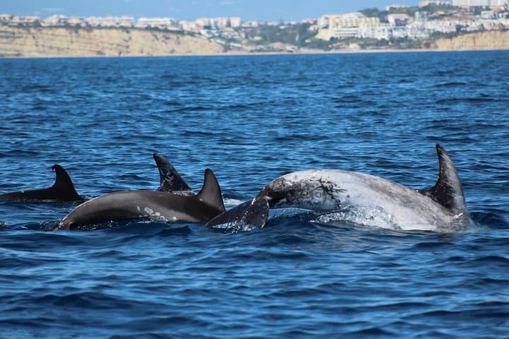 Dolphin Watching from Marina de Lagos: 90-Minute Atlantic Safaris photo 4
