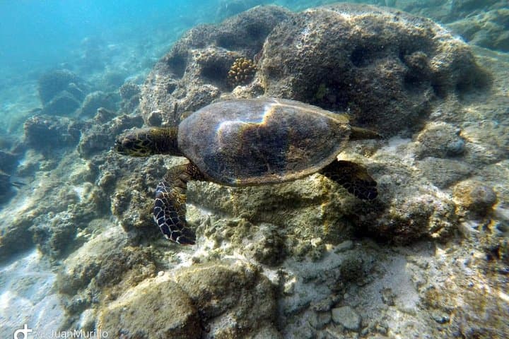 Snorkeling Cabo Pulmo: Explore the Living Coral Reef of the Sea of Cortez photo 4