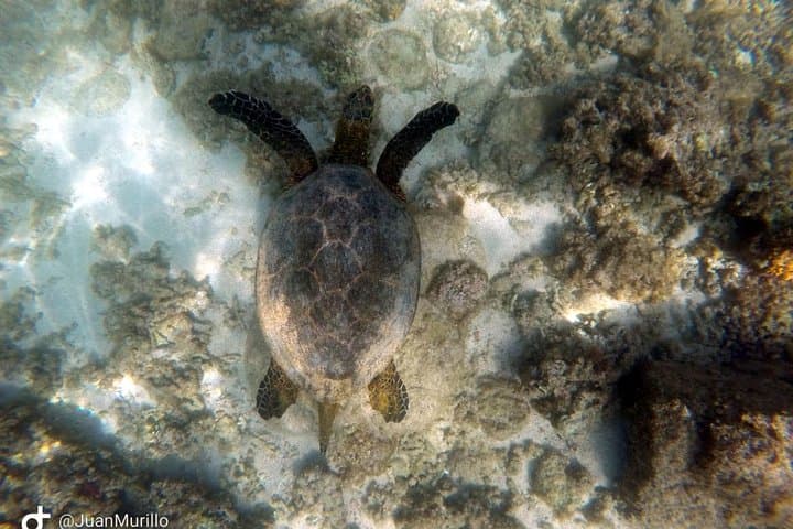 Snorkeling Cabo Pulmo: Explore the Living Coral Reef of the Sea of Cortez photo 5