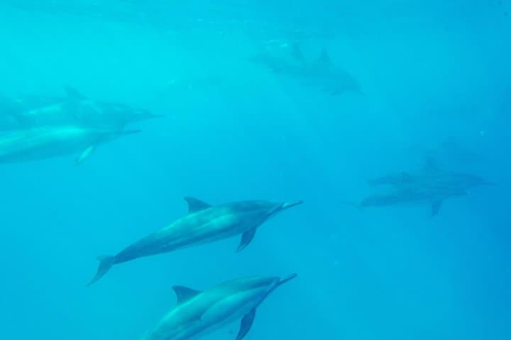 Explore Kealakekua Bay: Snorkeling Adventure & History on a Power Catamaran photo 2
