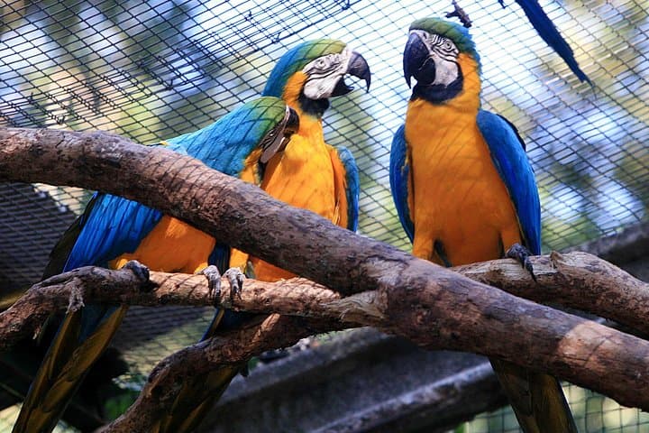 Iguassu Bird Park Tickets & Guided Visit at Parque das Aves, Foz do Iguaçu photo 2