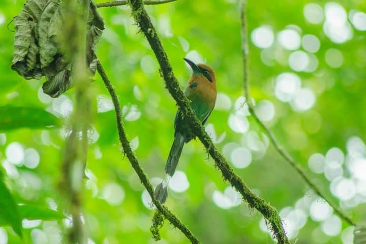 Arenal Volcano Hike: Exploring the 1968 Lava Flows and Rainforest Views photo 6