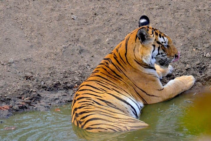 Chennai Wildlife Trail: Crocodile Bank, Guindy Park & Vandalur Zoo in a Day