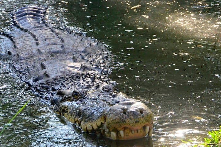 Chennai Wildlife Trail: Crocodile Bank, Guindy Park & Vandalur Zoo in a Day photo 2