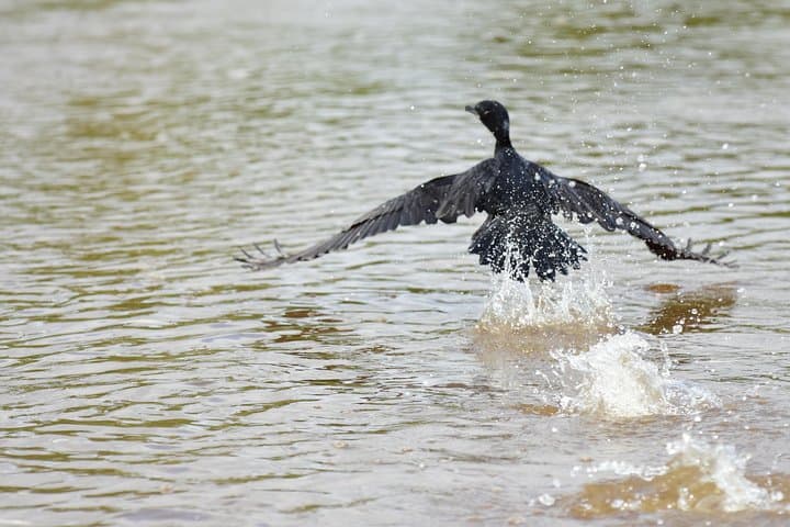 Safari Float on Peñas Blancas River: Wildlife Paddle Near La Fortuna photo 5