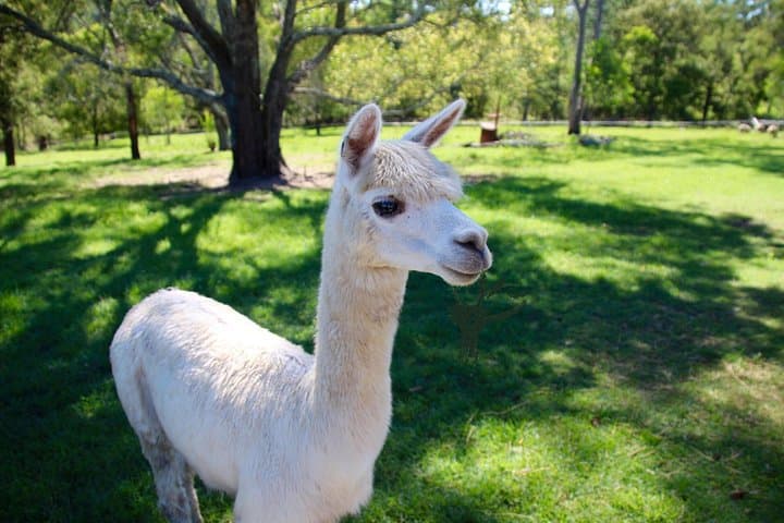 Trevena Glen Half-Day Animal Farm Tour Near Brisbane photo 1