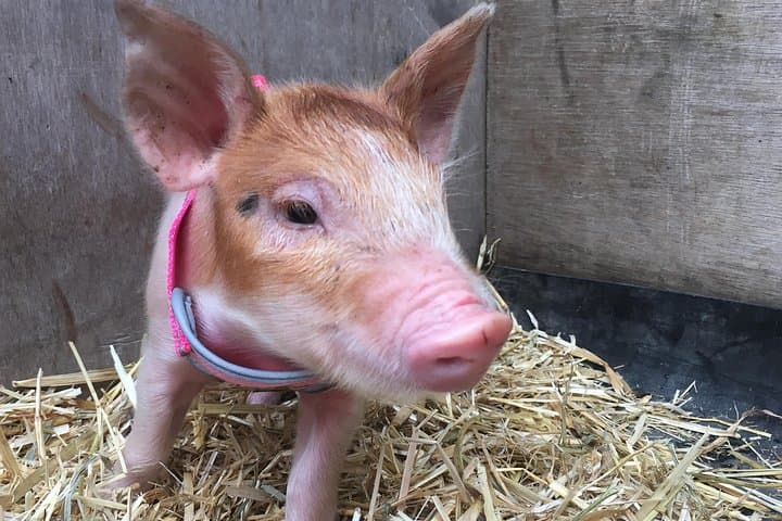 Trevena Glen Half-Day Animal Farm Tour Near Brisbane photo 2