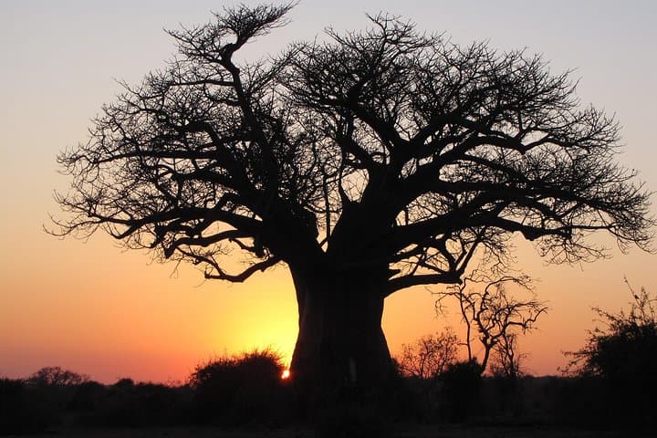 6-Day Nxai Pan Salt Pan Safari & Baobab Cultural Tour