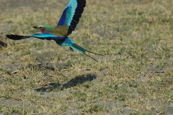 6-Day Nxai Pan Salt Pan Safari & Baobab Cultural Tour photo 2
