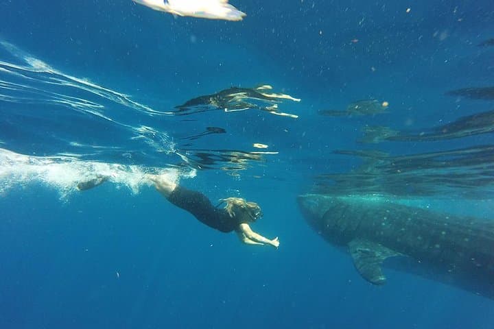 Private Whale Shark Tour from Cancun — Swim with Whale Sharks Off Isla Mujeres photo 5