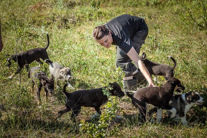 Puppy Training at a Husky Farm in Tromso — Hands-On Summer Experience