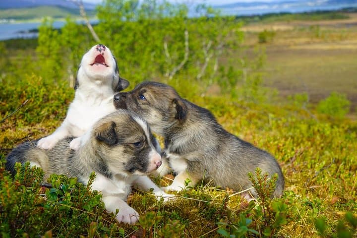 Puppy Training at a Husky Farm in Tromso — Hands-On Summer Experience photo 2