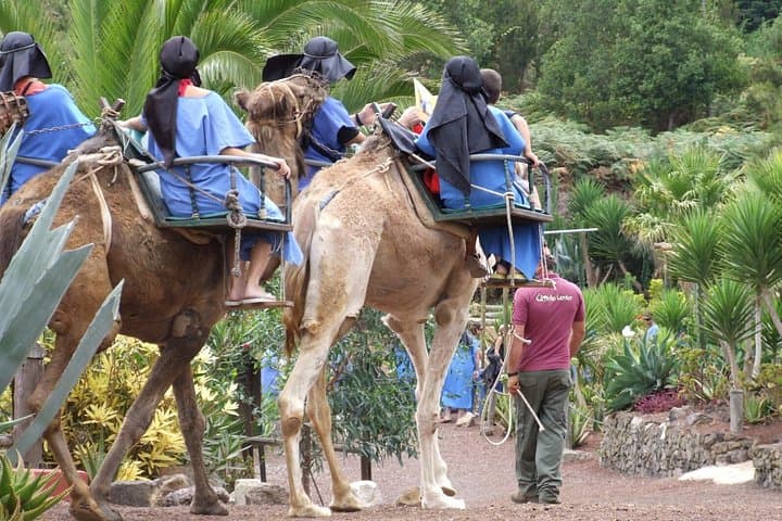 Camel Riding at El Tanque: Short Farm Trail Ride and Coastal Views in Tenerife