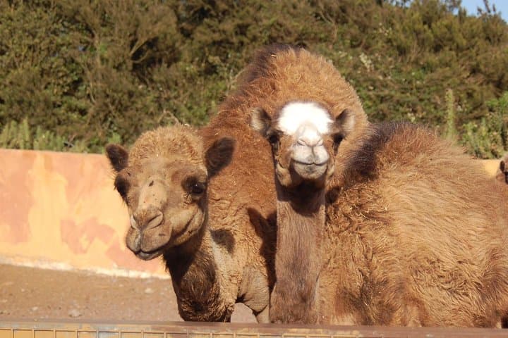 Camel Riding at El Tanque: Short Farm Trail Ride and Coastal Views in Tenerife photo 2