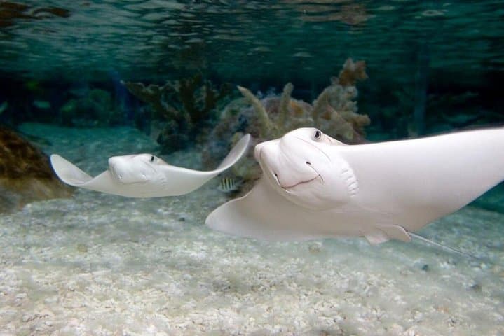 Explore SEA LIFE Minnesota Aquarium at Mall of America: Sharks, Tunnels & Interactive Exhibits photo 4