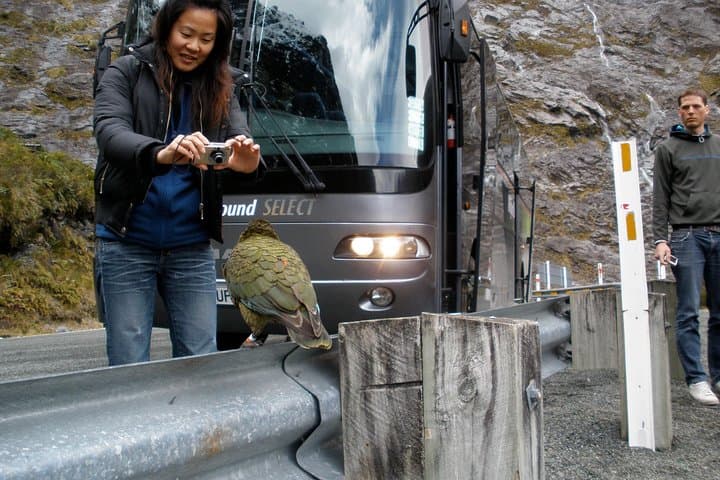 Luxury Milford Sound Coach and Scenic Cruise from Queenstown