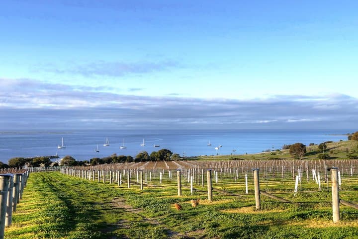 Kangaroo Island Shore Excursion: Lavender, Gin & Coastal Tastings from Penneshaw