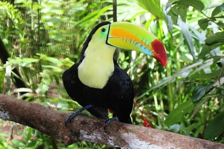 Cave Tubing and Xunantunich Mayan Adventure in Belize (Day Tour) photo 4