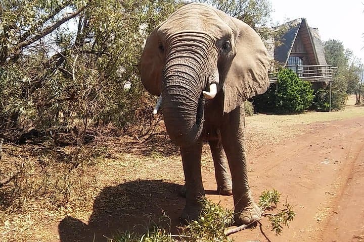 Walk with Elephants Near Johannesburg – Ethical Private Reserve Encounter photo 1