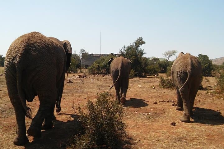 Walk with Elephants Near Johannesburg – Ethical Private Reserve Encounter photo 2