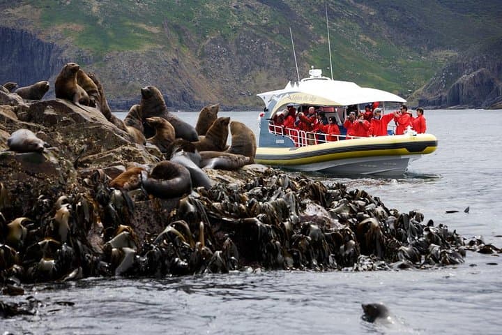 3-Hour Bruny Island Wilderness Cruise from Adventure Bay