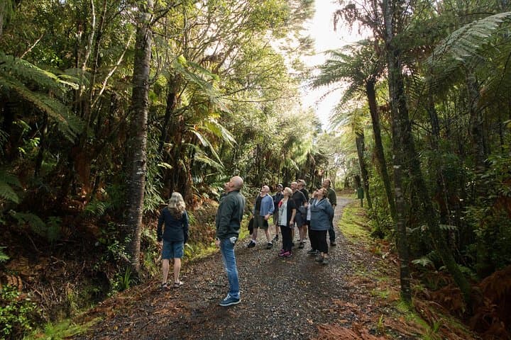Piha Beach & Waitakere Ranges Afternoon Tour from Auckland photo 4