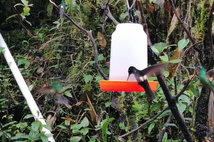 Yanacocha Reserve Birdwatching: Private Excursion to See the Black-breasted Puffleg