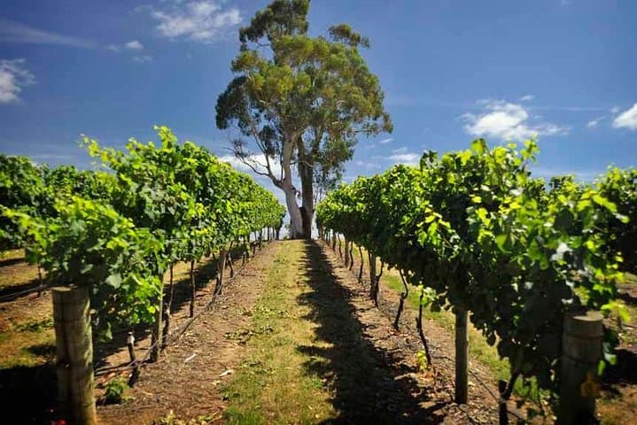 Adelaide Hills & Hahndorf Day Tour: Wineries, Cheese & Chocolate from Adelaide photo 4