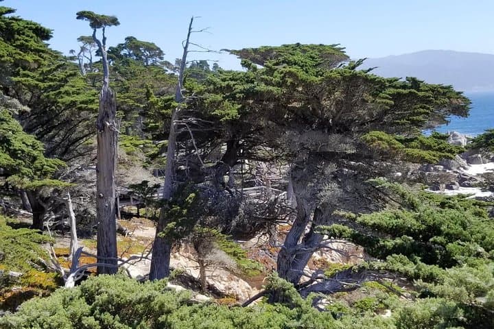 Exploring California’s Coastal Gems: Monterey, Carmel, and 17-Mile Drive Private Tour photo 3