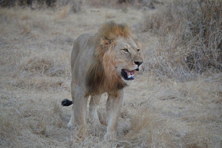 Three-Day Budget Safari: Ngorongoro Crater, Lake Manyara & Tarangire