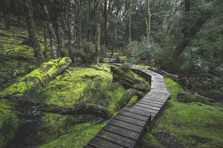 Cradle Mountain Day Trip from Burnie — Dove Lake Shuttle & Short Walks photo 2