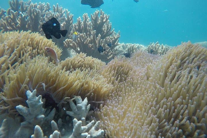 Cham Islands Snorkeling by Speedboat from Da Nang — Day Trip to Cu Lao Cham photo 1