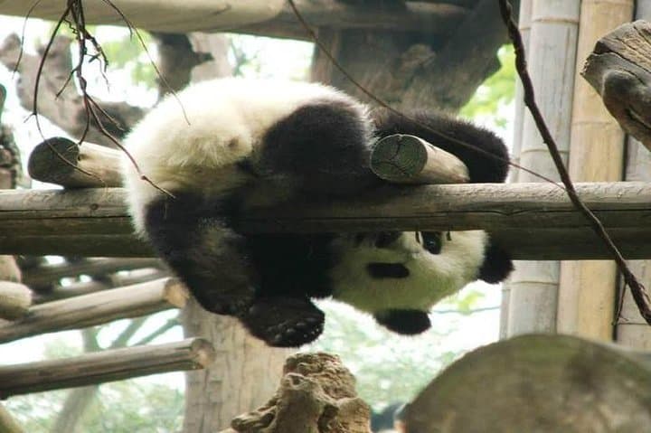 Chengdu Giant Panda Base Private Half-Day Tour: Close-Up Panda Encounter