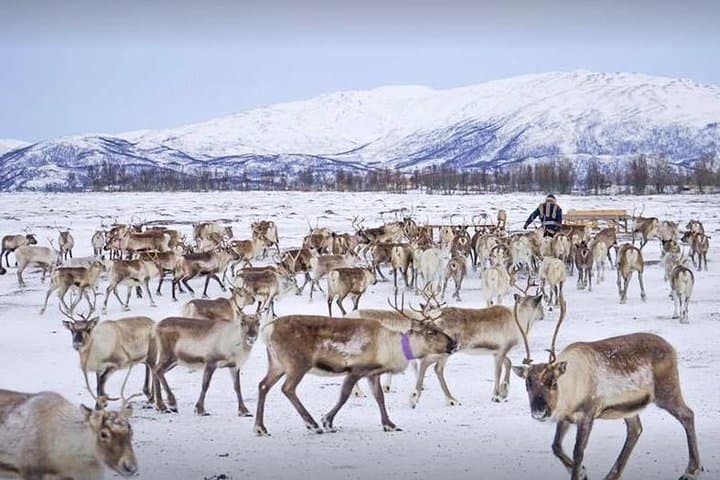 Reindeer Sledding & Sami Culture Near Tromsø: Short Sleigh Ride and Joik Experience photo 2